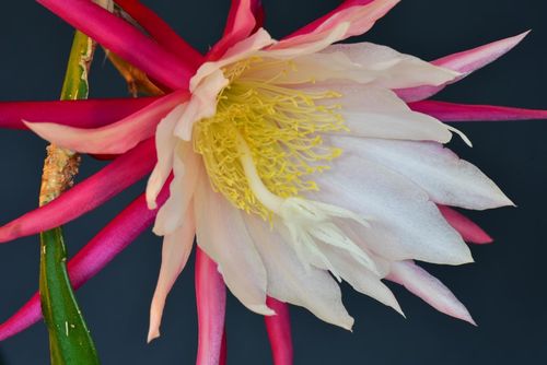 Duft-Epiphyllum "Tascamore Paetz"