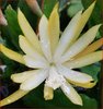 Duft-Epiphyllum "Snow Flake"