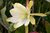 Duft-Epiphyllum "Golden Fleece"