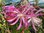 Duft-Epiphyllum "Frühlingspracht"