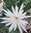 Duft-Epiphyllum "strictum"