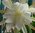 Duft-Epiphyllum "Creme de Menthe"