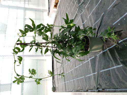 Passiflora caerulea Constance Elliot (winterharte Maracuja)