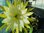 Epiphyllum "Jeniffer Anne"