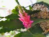 Epiphyllum "DK Rose"