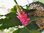 Epiphyllum "DK Rose"