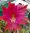Duft-Epiphyllum "Frühlingsgruss"