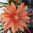 Epiphyllum "Coral dance"