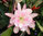 Epiphyllum "Lily Daché"