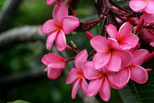 Plumeria rubra (Frangipani) pink