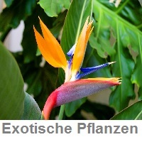 Exotische_Pflanzen