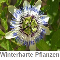 winterharte_Pflanzen